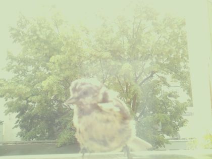 bird_20260610_120134_602_burst3_motion2266_conf0.00_bestnone_sppasser_domesticus_spconf0.66.jpg