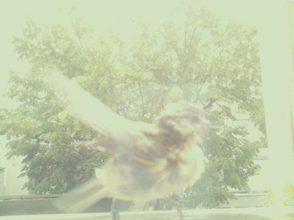 bird_20260610_120141_140_burst4_motion2266_conf0.00_bestnone_spgarrulus_glandarius_spconf0.11.jpg