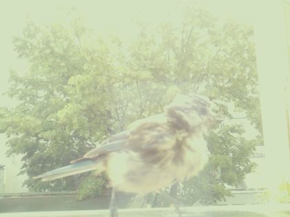 bird_20260610_120148_541_burst5_motion2266_conf0.26_bestbird_sppasser_domesticus_spconf0.14.jpg