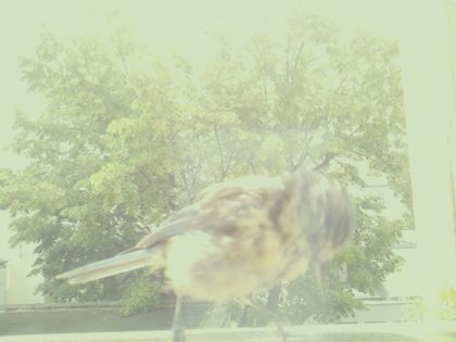 bird_20260610_120155_271_burst6_motion2266_conf0.00_bestnone_spcerthia_brachydactyla_spconf0.38.jpg