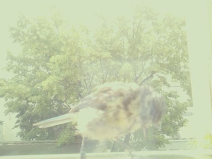 bird_20260610_120202_039_burst7_motion2266_conf0.00_bestnone_sperithacus_rubecula_spconf0.23.jpg