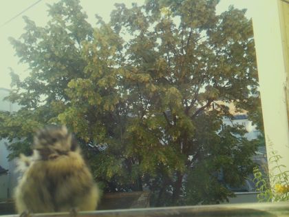 bird_20260611_065121_312_burst2_motion1227_conf0.98_bestcat_spparus_major_spconf1.00.jpg