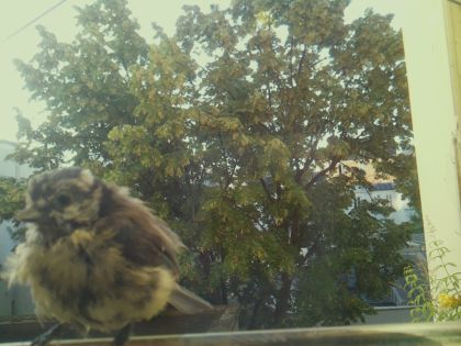 bird_20260611_065121_452_burst3_motion1227_conf0.99_bestbird_spparus_major_spconf1.00.jpg