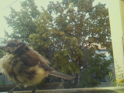 bird_20260611_065121_591_burst4_motion1227_conf0.93_bestbird_spparus_major_spconf1.00.jpg