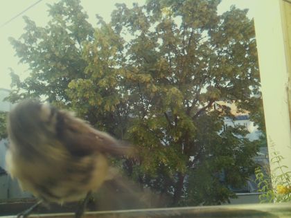 bird_20260611_065121_729_burst5_motion1227_conf0.53_bestbird_spparus_major_spconf1.00.jpg
