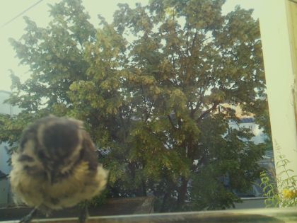 bird_20260611_065122_006_burst7_motion1227_conf0.80_bestbird_spparus_major_spconf1.00_1.jpg