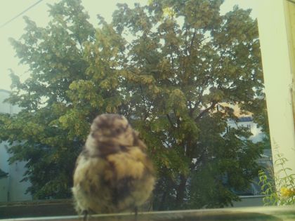 bird_20260611_065246_792_burst3_motion1739_conf0.70_bestbird_spparus_major_spconf1.00_1.jpg