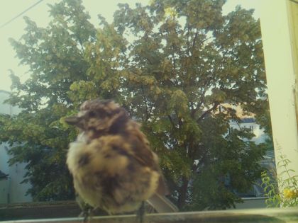 bird_20260611_065247_071_burst5_motion1739_conf0.95_bestbird_spcyanistes_caeruleus_spconf1.00.jpg