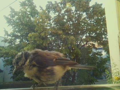 bird_20260611_065247_347_burst7_motion1739_conf0.99_bestbird_spcyanistes_caeruleus_spconf1.00.jpg