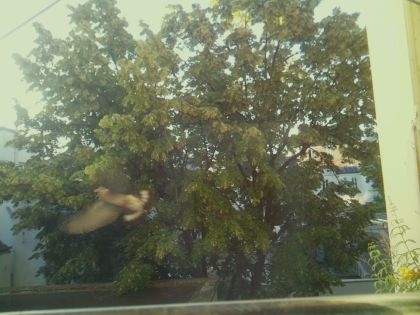 bird_20260611_065749_371_burst1_motion2302_conf0.48_bestpottedplant.jpg