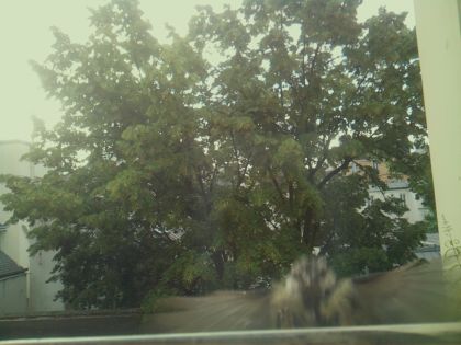 bird_20260612_072211_023_burst0_motion14276_conf0.00_bestnone_spcolumba_palumbus_spconf1.68.jpg