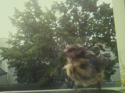 bird_20260612_072211_143_burst1_motion14276_conf0.99_bestdog_spcolumba_palumbus_spconf1.68.jpg