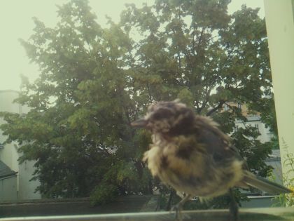 bird_20260612_072211_283_burst2_motion14276_conf0.91_bestdog_spcolumba_palumbus_spconf1.68.jpg