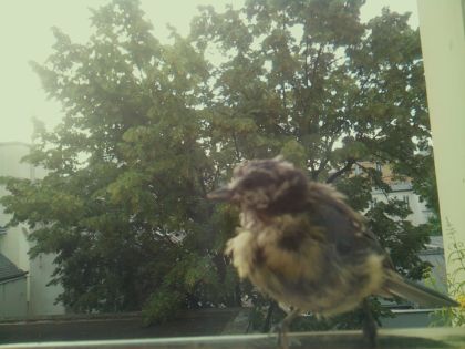 bird_20260612_072211_423_burst3_motion14276_conf0.75_bestbird_spcolumba_palumbus_spconf1.68.jpg