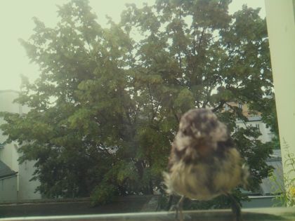 bird_20260612_072211_562_burst4_motion14276_conf0.00_bestnone_spcolumba_palumbus_spconf1.68.jpg