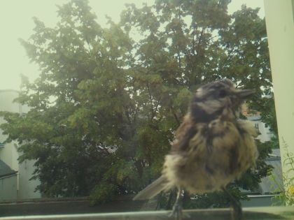 bird_20260612_072211_701_burst5_motion14276_conf0.94_bestdog_spcolumba_palumbus_spconf1.68.jpg