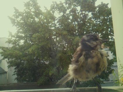 bird_20260612_072211_841_burst6_motion14276_conf0.71_bestdog_spcolumba_palumbus_spconf1.68.jpg