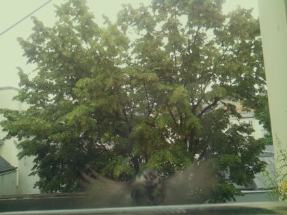bird_20260612_083339_823_burst1_motion1358_conf0.63_bestpottedplant_spcolumba_palumbus_spconf1.69.jpg
