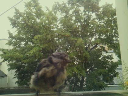 bird_20260612_083339_963_burst2_motion1358_conf0.96_bestbird_spcolumba_palumbus_spconf1.69.jpg