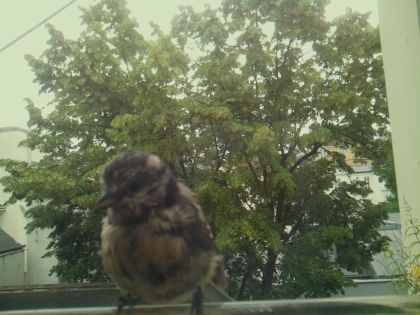 bird_20260612_083340_243_burst4_motion1358_conf0.84_bestbird_spcolumba_palumbus_spconf1.69.jpg