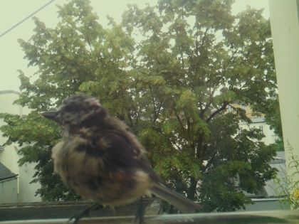 bird_20260612_083340_382_burst5_motion1358_conf0.99_bestbird_spcolumba_palumbus_spconf1.69.jpg
