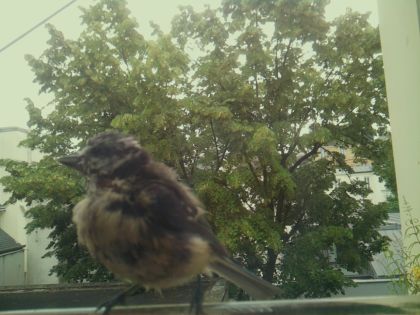 bird_20260612_083340_519_burst6_motion1358_conf0.99_bestbird_spcolumba_palumbus_spconf1.69.jpg