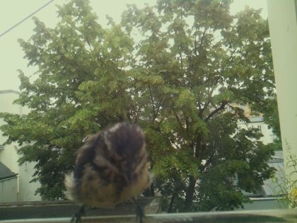 bird_20260612_083340_658_burst7_motion1358_conf0.64_bestchair_spcolumba_palumbus_spconf1.69.jpg
