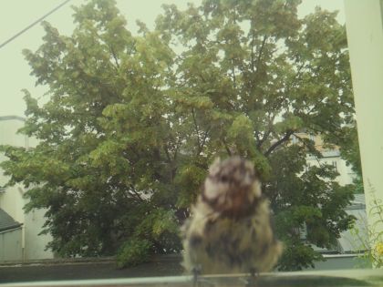 bird_20260612_083443_046_burst2_motion1686_conf0.68_bestcat_spcolumba_palumbus_spconf1.68.jpg