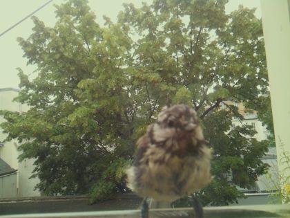 bird_20260612_083443_188_burst3_motion1686_conf0.77_bestdog_spcolumba_palumbus_spconf1.68.jpg