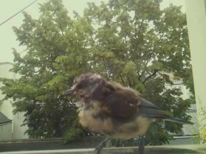 bird_20260612_083443_327_burst4_motion1686_conf0.95_bestdog_spcolumba_palumbus_spconf1.68.jpg