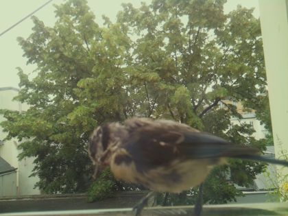bird_20260612_083443_466_burst5_motion1686_conf0.97_bestcat_spcolumba_palumbus_spconf1.68.jpg