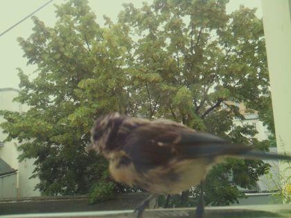 bird_20260612_083443_605_burst6_motion1686_conf0.88_bestbird_spcolumba_palumbus_spconf1.68.jpg