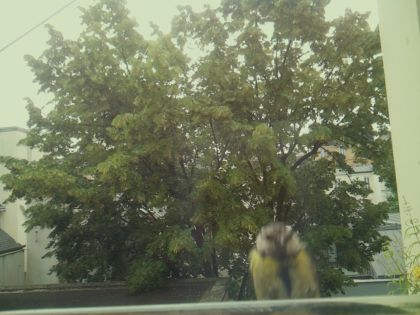bird_20260612_083625_046_burst0_motion5279_conf0.25_bestperson_spcolumba_palumbus_spconf1.68.jpg