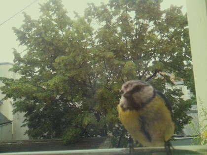 bird_20260612_083625_167_burst1_motion5279_conf0.99_bestbird_spcolumba_palumbus_spconf1.68.jpg