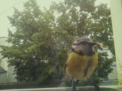 bird_20260612_083625_307_burst2_motion5279_conf0.99_bestbird_spcolumba_palumbus_spconf1.68.jpg