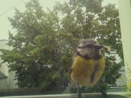 bird_20260612_083625_446_burst3_motion5279_conf1.00_bestbird_spcolumba_palumbus_spconf1.68.jpg