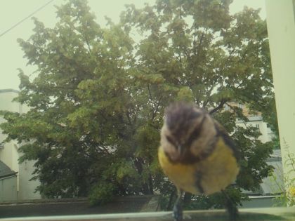 bird_20260612_083625_585_burst4_motion5279_conf0.97_bestbird_spcolumba_palumbus_spconf1.68.jpg