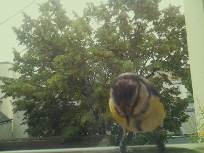 bird_20260612_083625_724_burst5_motion5279_conf1.00_bestbird_spcolumba_palumbus_spconf1.68.jpg