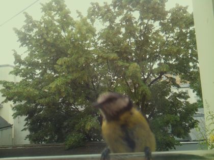 bird_20260612_083723_181_burst0_motion6572_conf0.98_bestcat_spcolumba_palumbus_spconf1.68.jpg