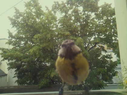bird_20260612_083723_301_burst1_motion6572_conf1.00_bestbird_spcolumba_palumbus_spconf1.68.jpg