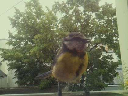 bird_20260612_083723_443_burst2_motion6572_conf0.97_bestbird_spcolumba_palumbus_spconf1.68.jpg