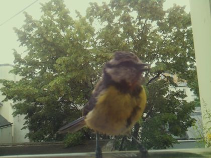 bird_20260612_083723_726_burst4_motion6572_conf0.90_bestbird_spcolumba_palumbus_spconf1.68.jpg