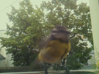 bird_20260612_083723_866_burst5_motion6572_conf0.99_bestbird_spcolumba_palumbus_spconf1.68.jpg