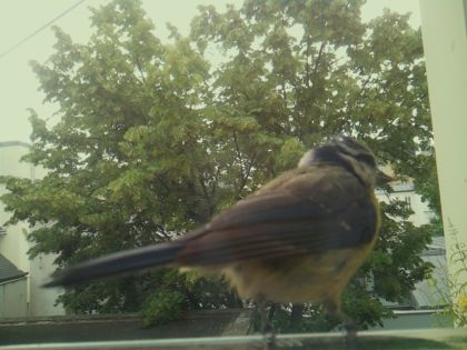 bird_20260612_083724_008_burst6_motion6572_conf1.00_bestbird_spcolumba_palumbus_spconf1.68.jpg