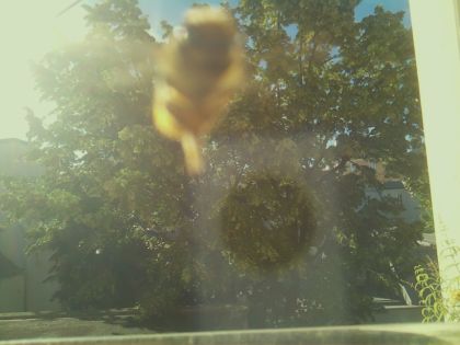 bird_20260613_083021_356_burst0_motion7827_conf0.48_bestdiningtable.jpg