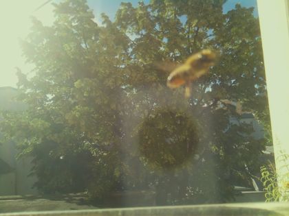 bird_20260613_083021_477_burst1_motion7827_conf0.61_bestpottedplant.jpg