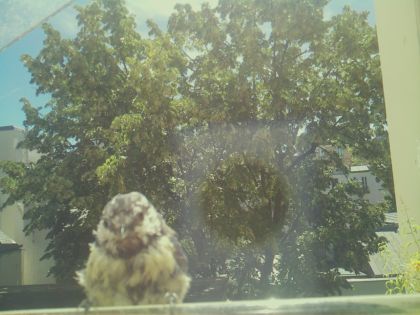 bird_20260613_115950_045_burst1_motion9577_conf0.93_bestdog_spcolumba_palumbus_spconf1.69.jpg