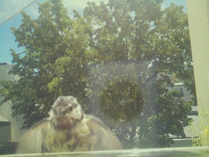 bird_20260613_115950_186_burst2_motion9577_conf0.78_bestdog_spcolumba_palumbus_spconf1.69.jpg