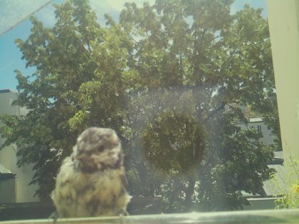 bird_20260613_115950_328_burst3_motion9577_conf0.56_bestcat_spcolumba_palumbus_spconf1.69.jpg
