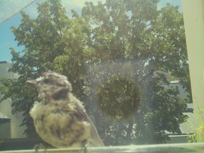 bird_20260613_115950_471_burst4_motion9577_conf0.00_bestnone_spcolumba_palumbus_spconf1.69.jpg